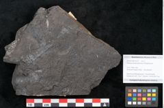 Foto (Objekt + Etikett) von Palissya podocarpoides Ettingshausen (NHMW-GEO-2024-0188-10310)